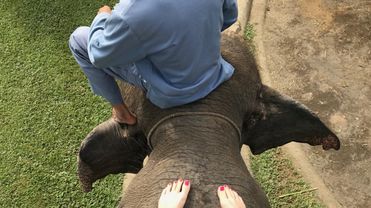 Meeting an Elephant