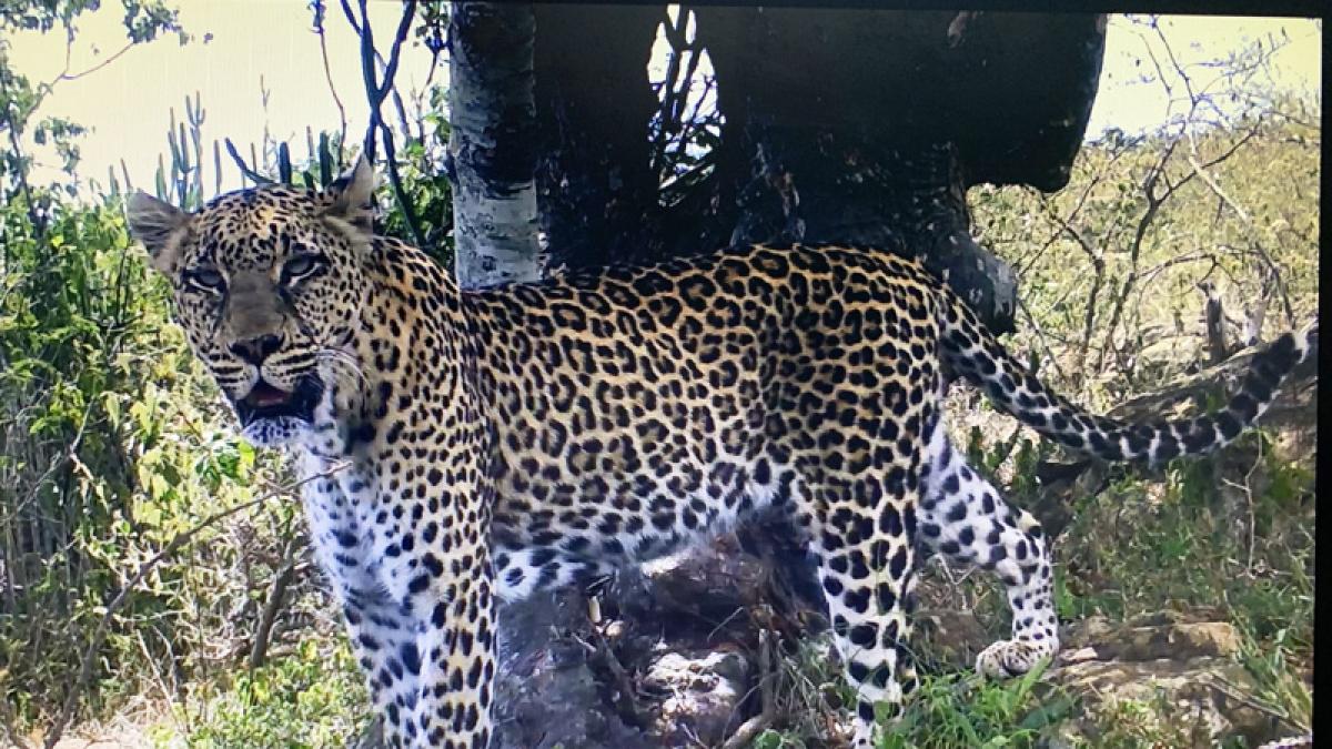 The Leopard Project at San Diego Zoo Global