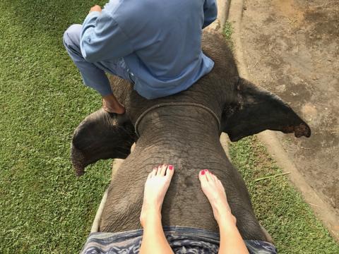 Meeting an Elephant