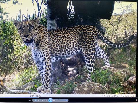 The Leopard Project at San Diego Zoo Global